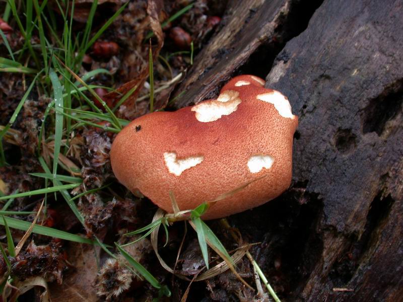 Lentinus cyathyformis